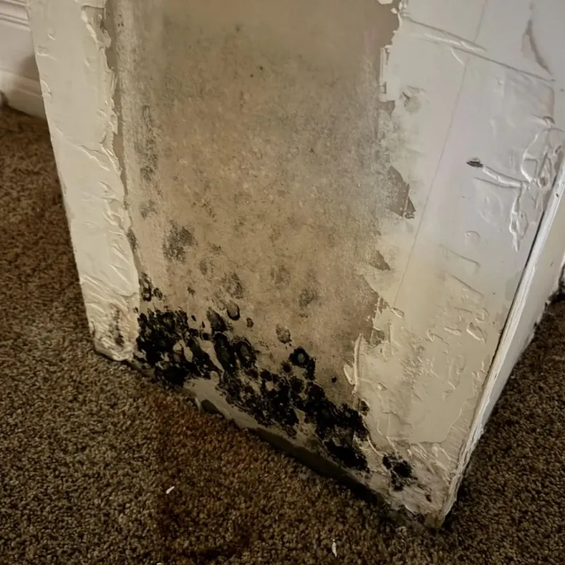 Professional Mold Removal in Norfolk, MA